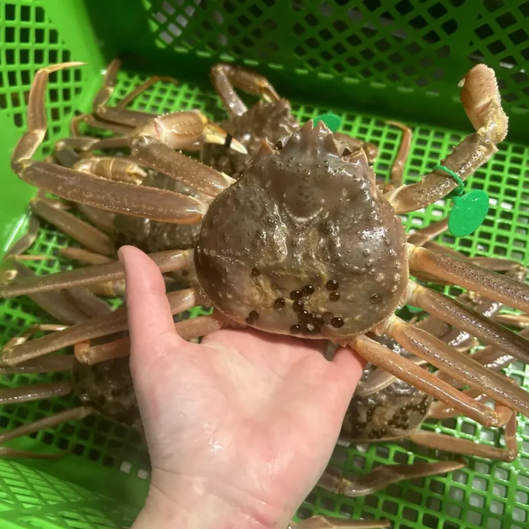 crabset01