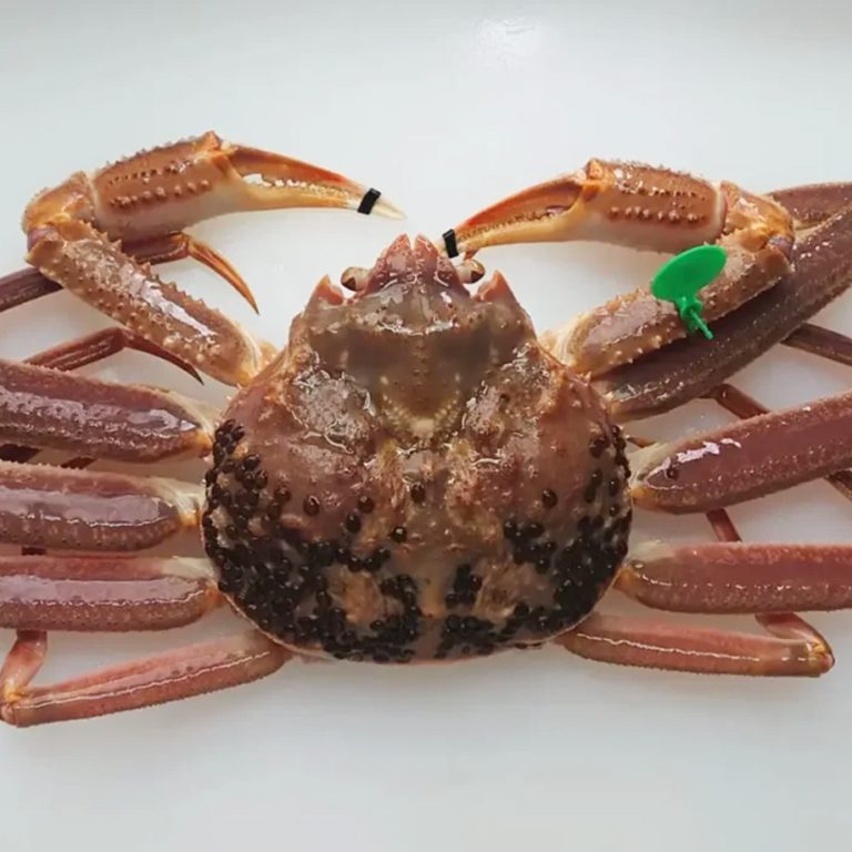crab03