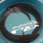 anago
