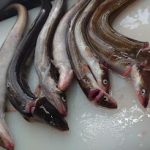 anago