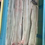 anago
