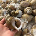 shellfish_01