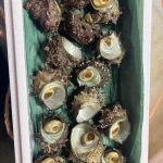 shellfish_02