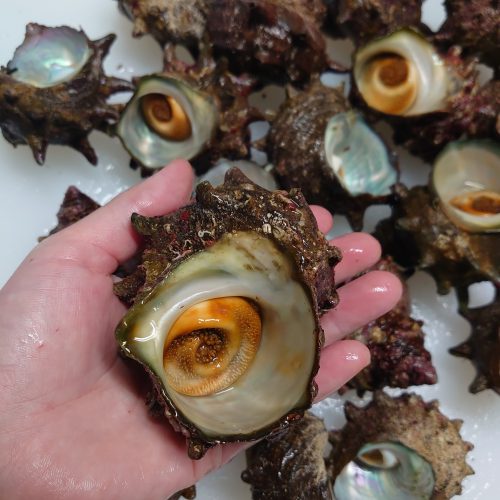 shellfish_02