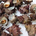 shellfish_02