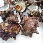 shellfish_02