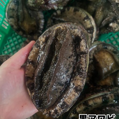 Abalone