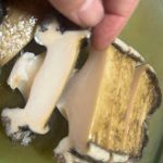 Abalone