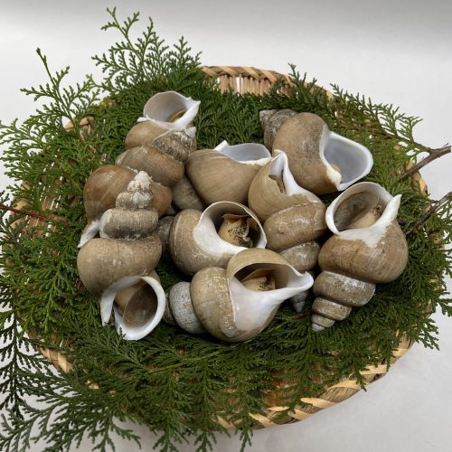 shellfish_01