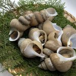 shellfish_01