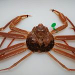 crab09