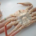 crab09
