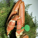 crab08