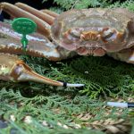 crab09