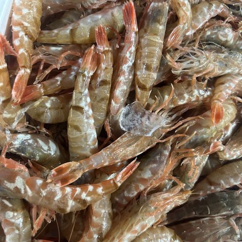 shrimp_01