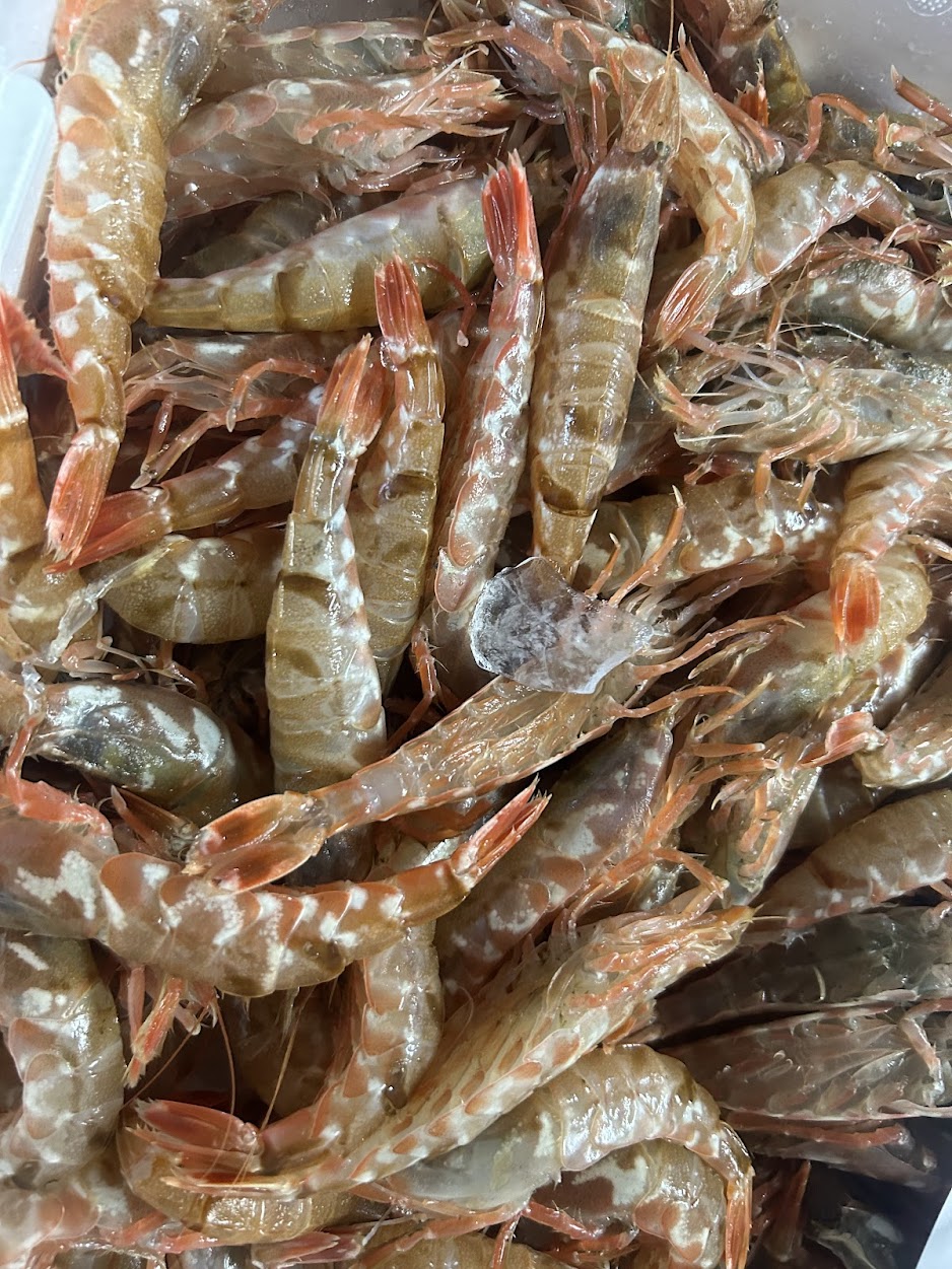 shrimp_01